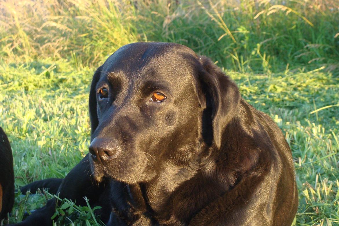 Labrador retriever Trine - Trine!<3 billede 1