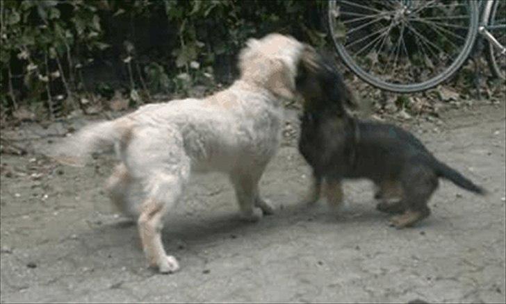 Golden retriever Bella - så passer vi legeonkel gravhund :-D billede 8