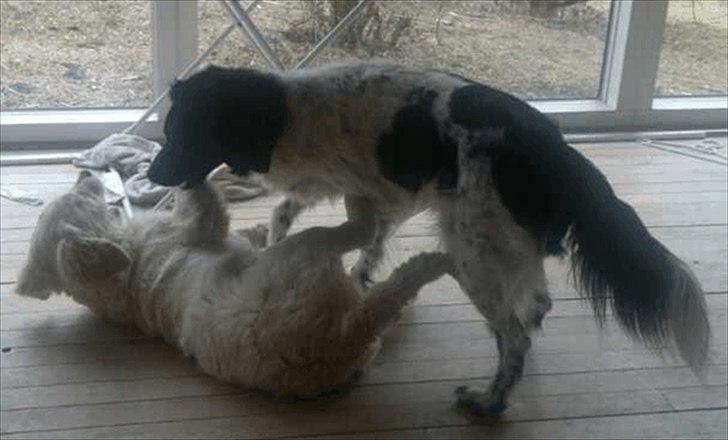 Golden retriever Bella - "søskende" hygge billede 9