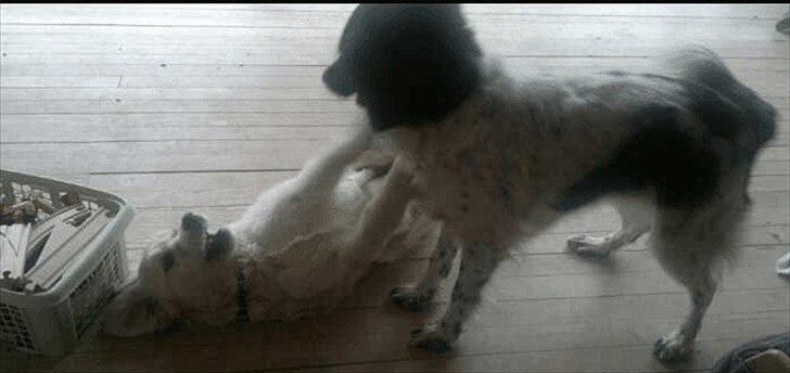 Golden retriever Bella - "søskende" hygge billede 10