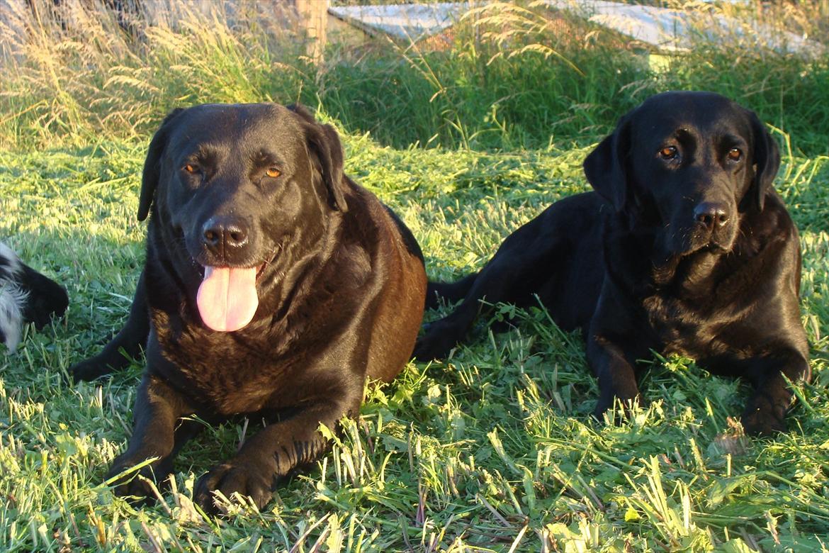 Labrador retriever Trine billede 19