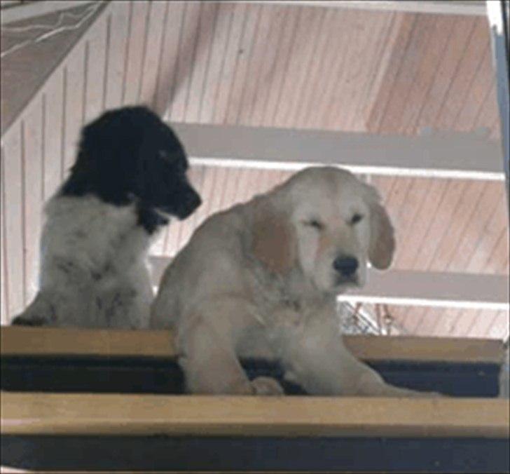 Golden retriever Bella - så er der dømt træt hval, efter en god gang hvalpetræning billede 11