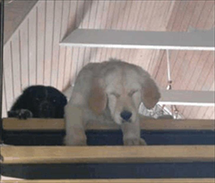 Golden retriever Bella - så er der dømt træt hval, efter en god gang hvalpetræning billede 12