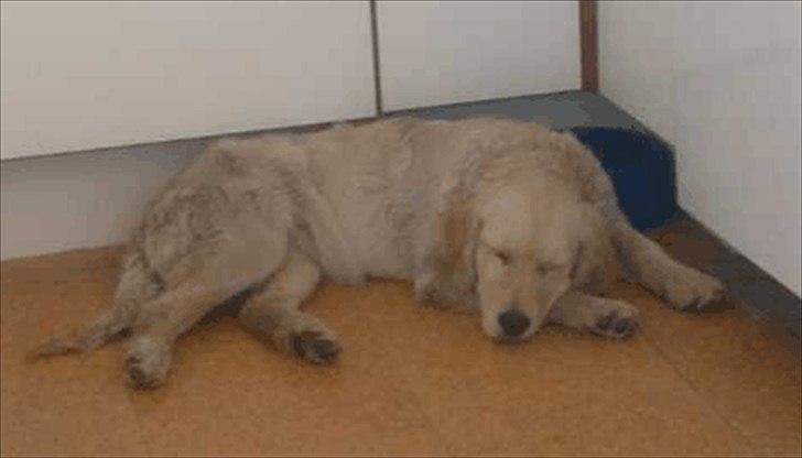 Golden retriever Bella - endnu en træt hvalp :-D billede 13