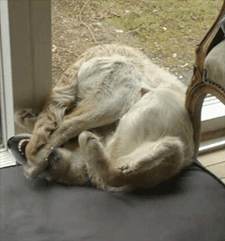 Golden retriever Bella - Jeg fik det satans ben, der følger efter mig heletiden ;-D billede 14