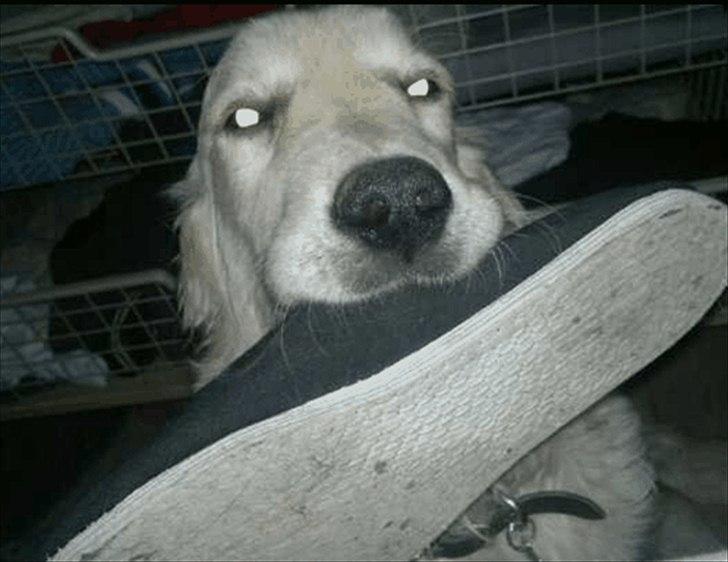 Golden retriever Bella - mit væggeur, brummer, når hun kommer med noget i munden om morgen ;-D billede 15