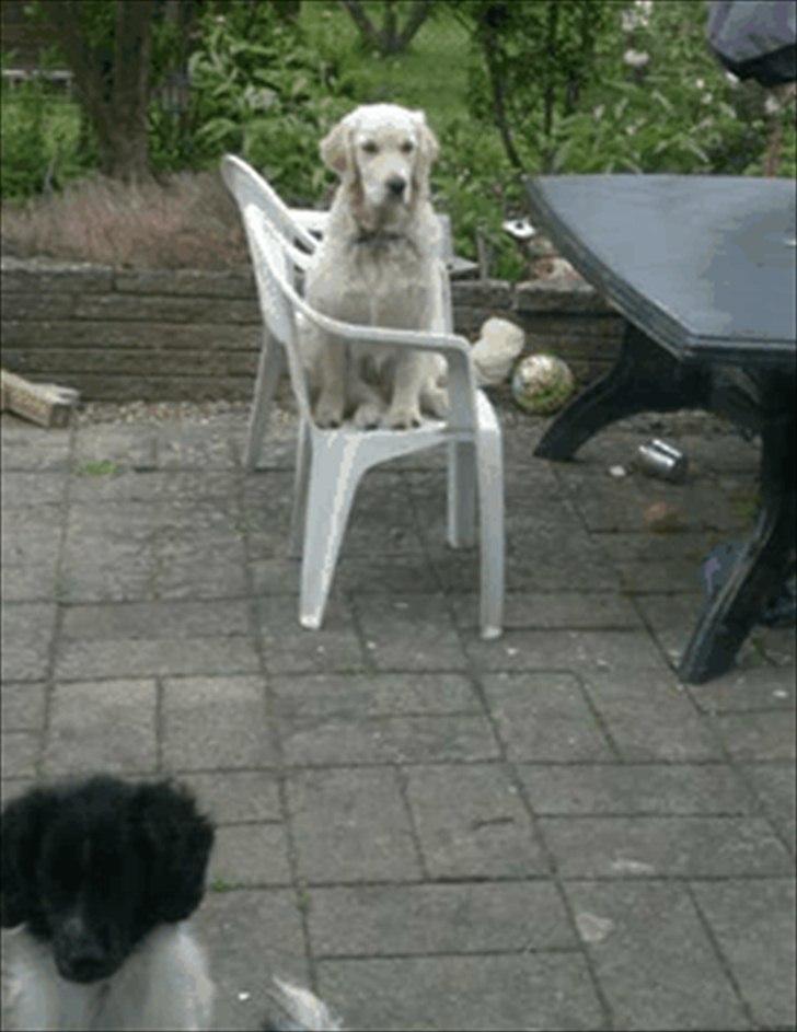 Golden retriever Bella - ja man skal vel op i højden for at kunne se det hele billede 16