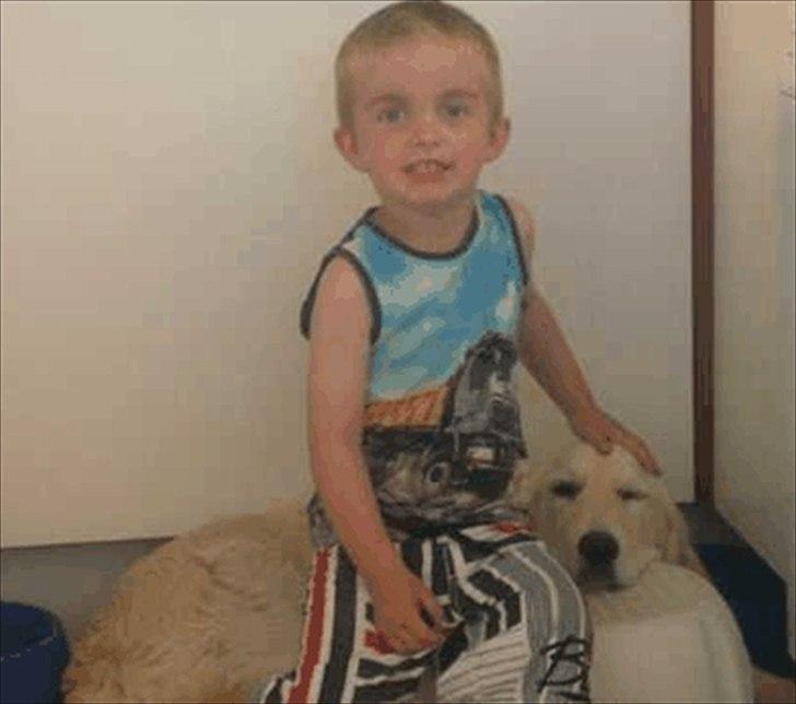 Golden retriever Bella - så hygger de igen billede 17