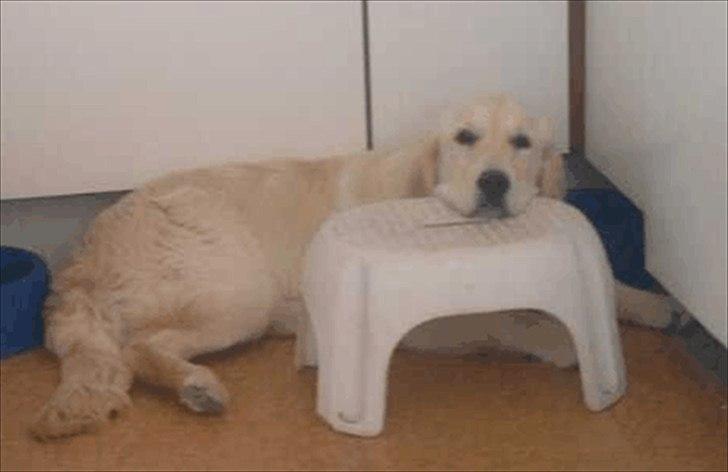 Golden retriever Bella - ummm man kan bruge en skammel til meget... billede 18