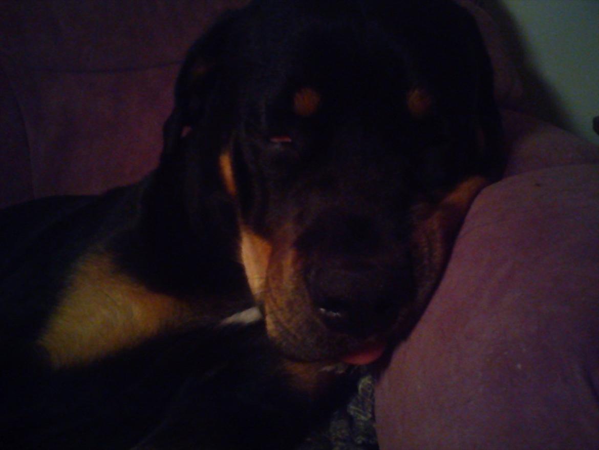 Blanding af racer Hunden ( rotte/cc ) - sådan ser man ud når man har leget hele dagen :D billede 7