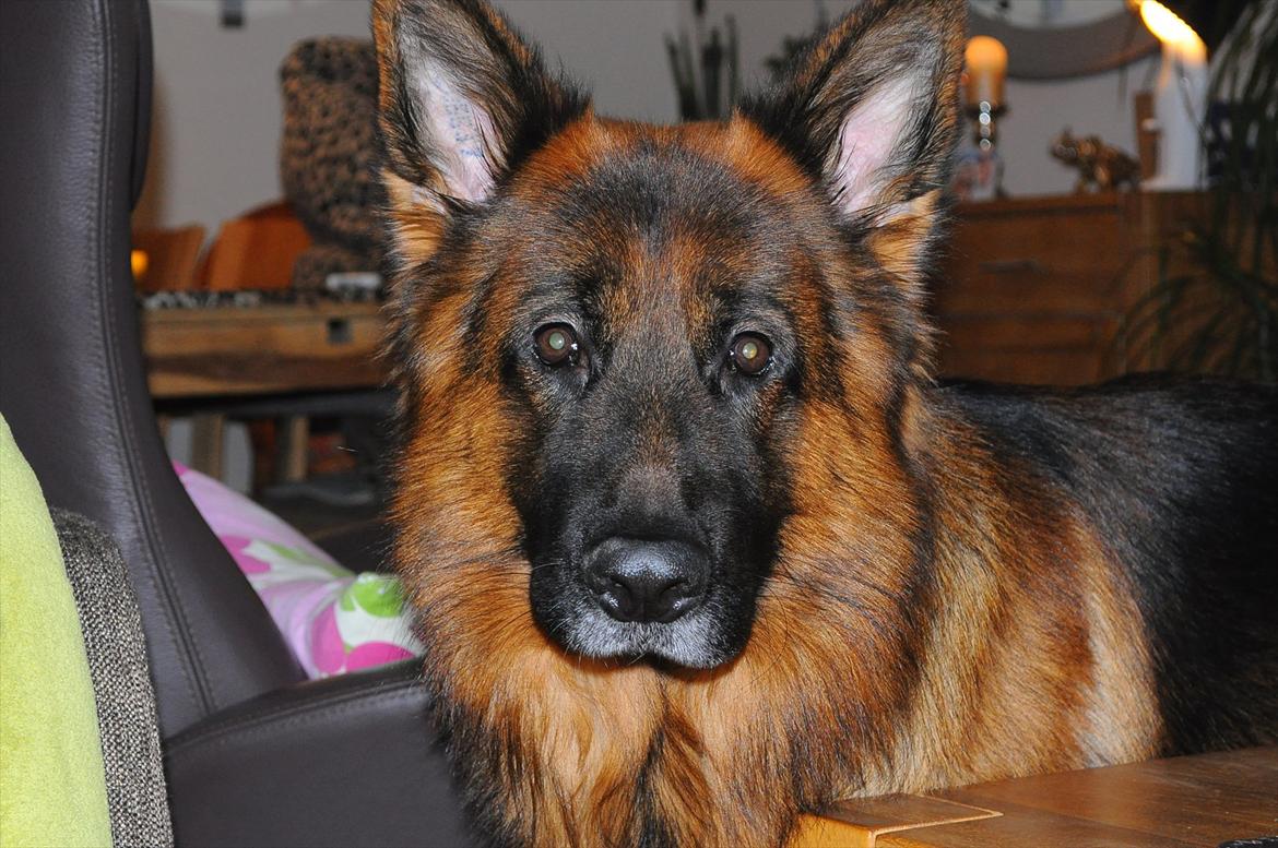 Schæferhund Sacko - Sacko i stuen. billede 7