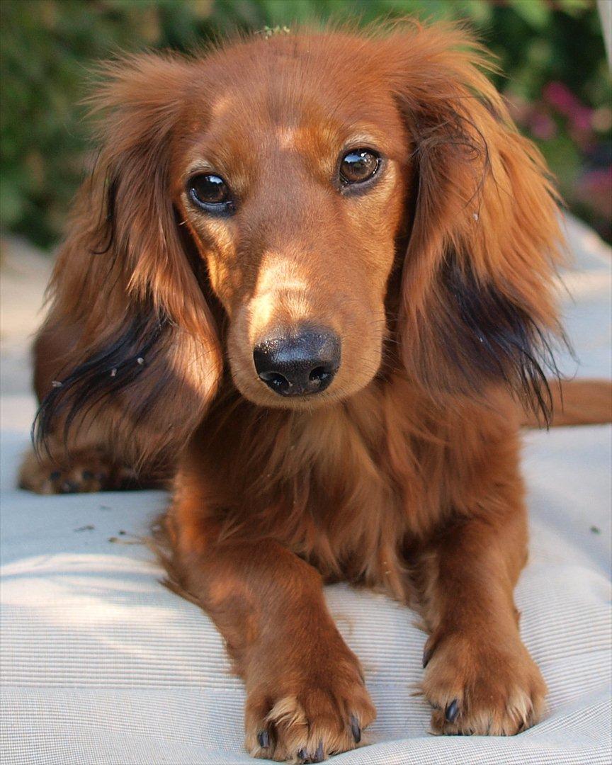 Dværggravhund Xingu - Xingu, 9 måneder billede 2