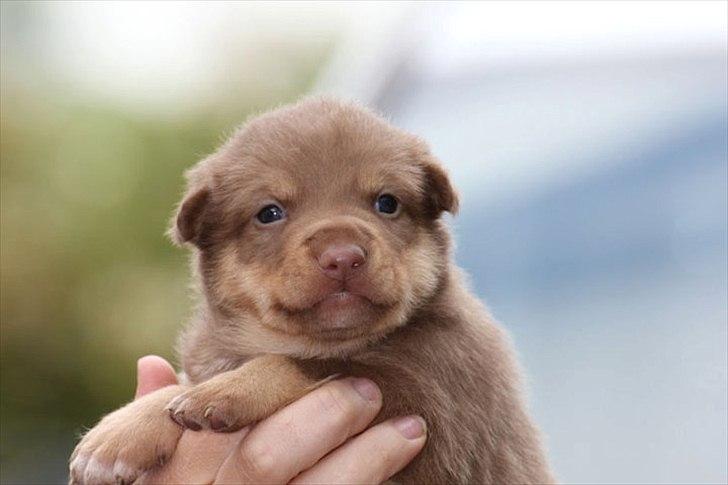 Finsk hyrdehund Lapinlumon Falli - 2 ½ uge gammel... billede 2