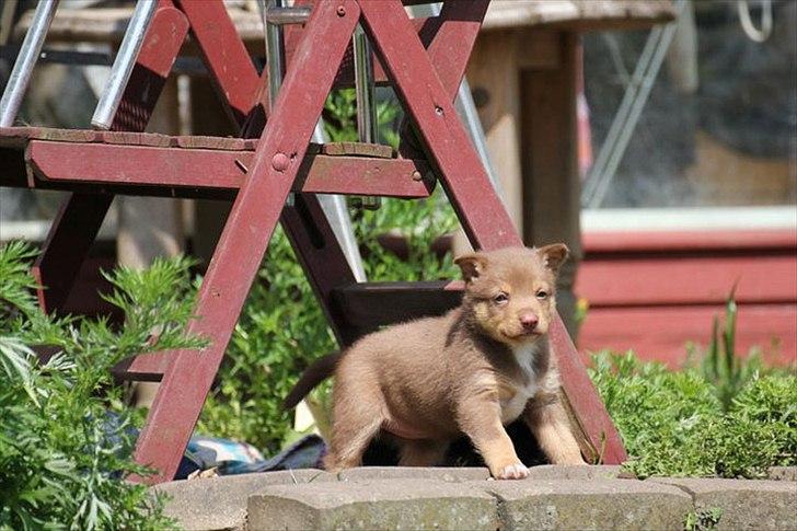 Finsk hyrdehund Lapinlumon Falli billede 3