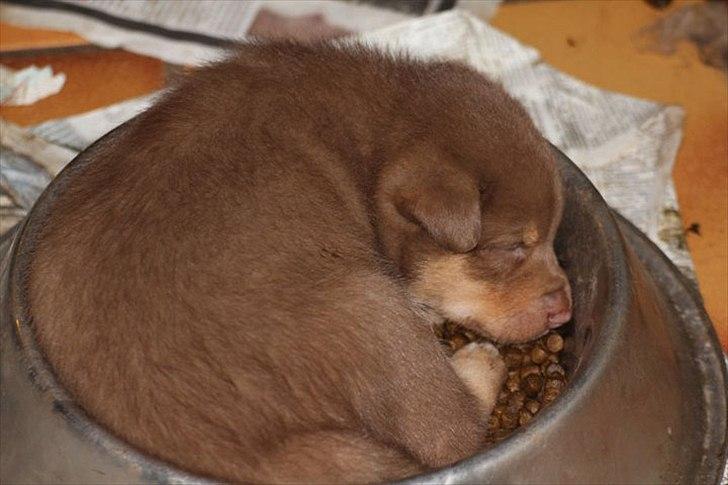 Finsk hyrdehund Lapinlumon Falli billede 4