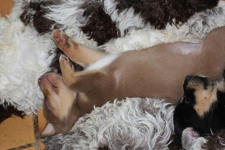 Finsk hyrdehund Lapinlumon Falli billede 5