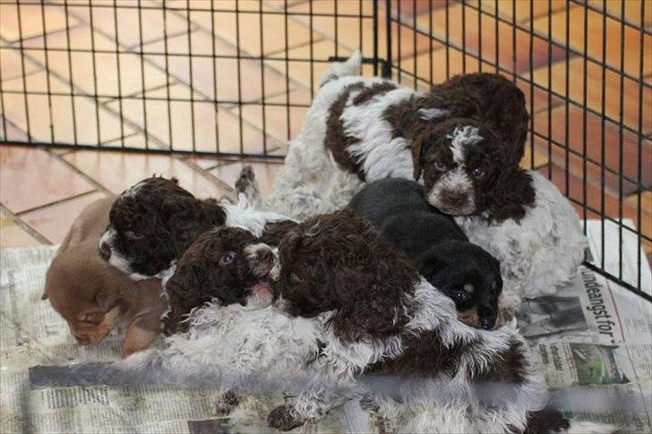 Finsk hyrdehund Lapinlumon Falli billede 7