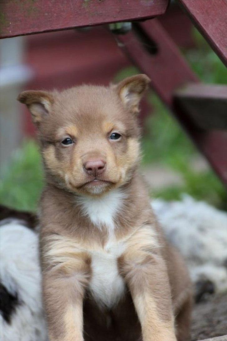 Finsk hyrdehund Lapinlumon Falli billede 8