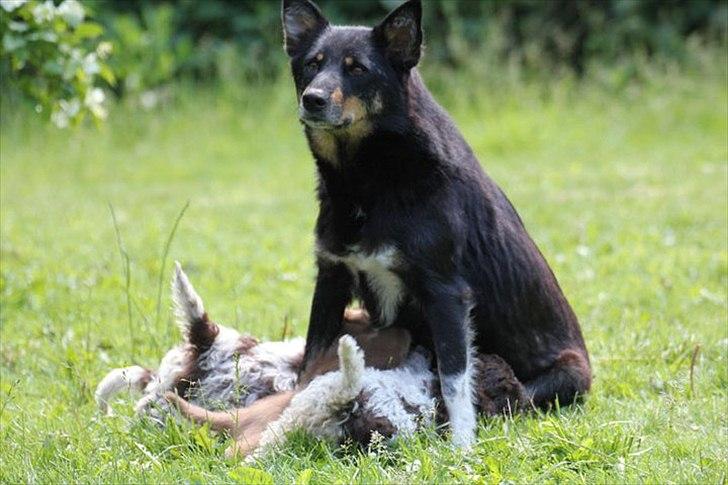 Finsk hyrdehund Lapinlumon Falli billede 9