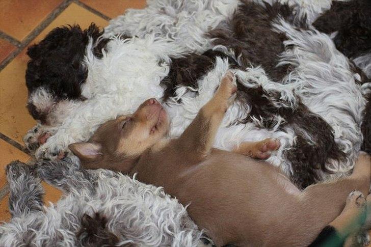 Finsk hyrdehund Lapinlumon Falli billede 10