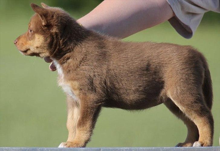 Finsk hyrdehund Lapinlumon Falli billede 11