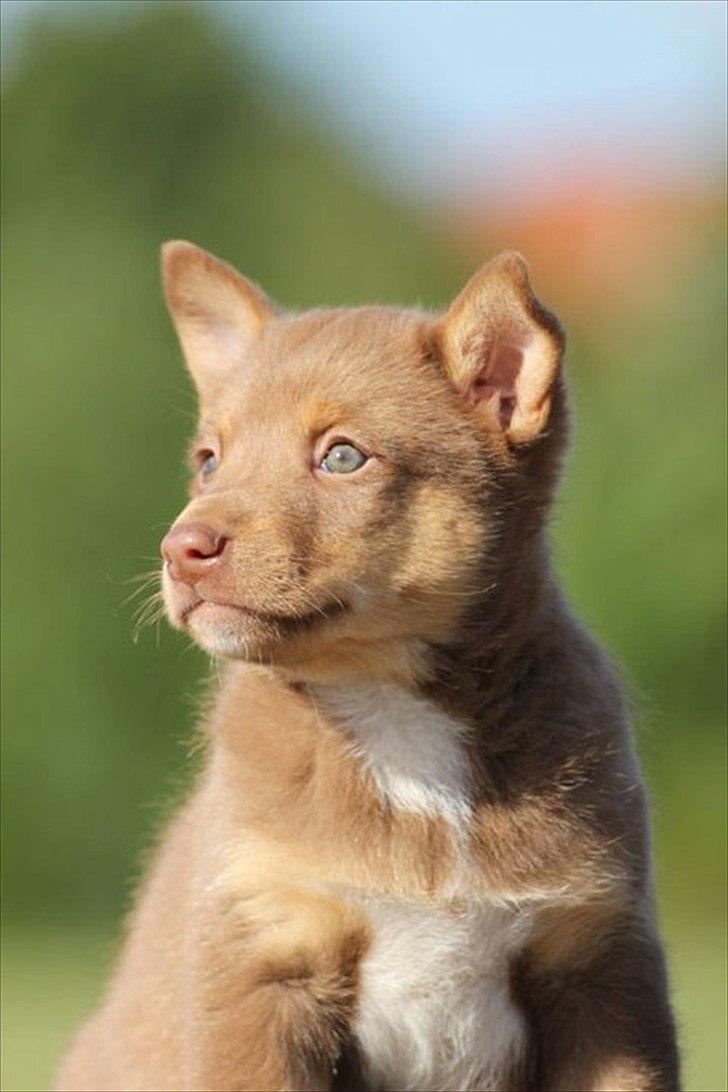 Finsk hyrdehund Lapinlumon Falli billede 1