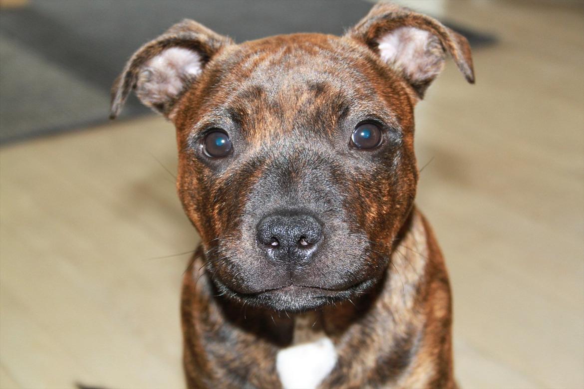 Staffordshire bull terrier Belila's Buddy - close up :) billede 2