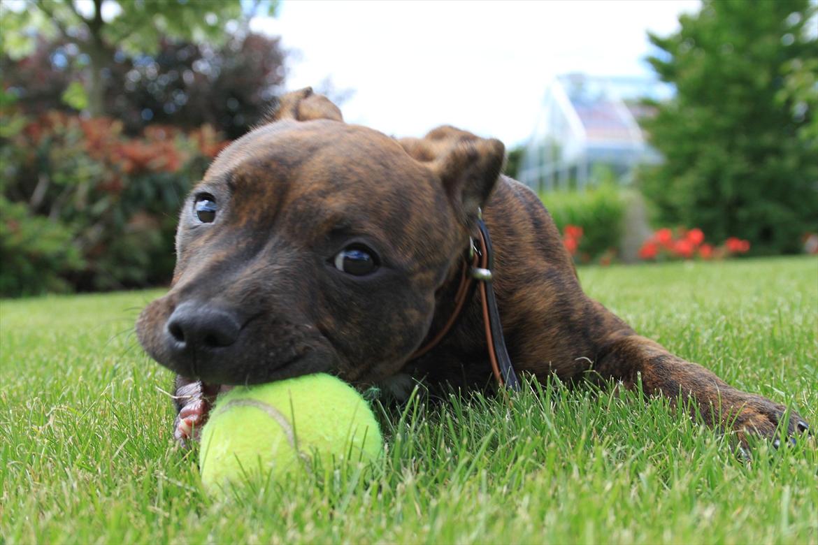 Staffordshire bull terrier Belila's Buddy - Det er MIN bold! billede 11