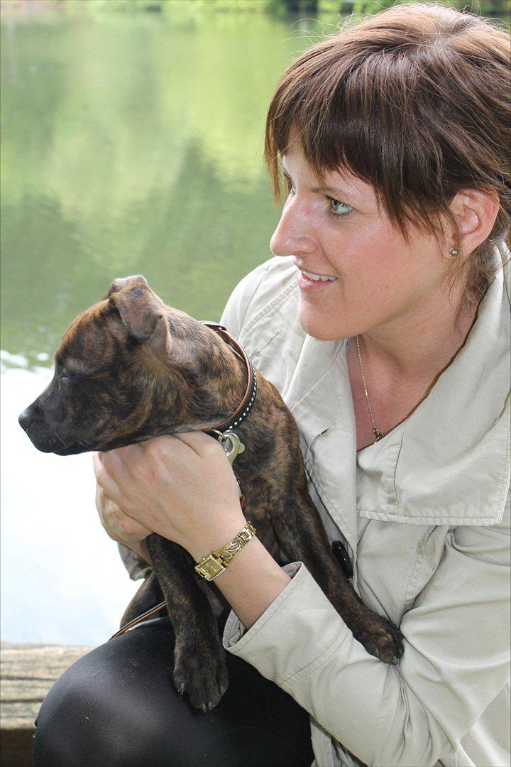 Staffordshire bull terrier Belila's Buddy - En tur ved søen sammen med Stephanie og Cody billede 12