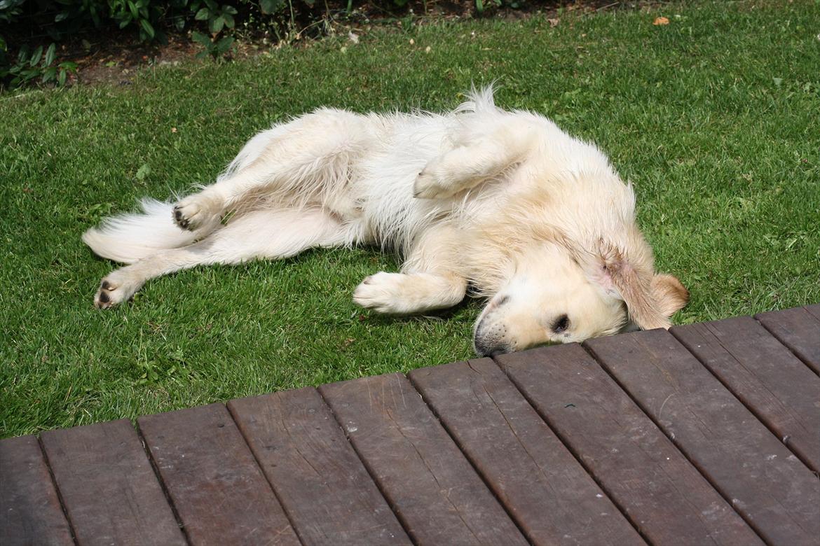 Golden retriever Golden Cosmo - Cosmo helt nyvasket så skal han da selvf ud at rulle sig og mig som har brugt lang tid på at vaske ham åh dumme hund xD billede 9