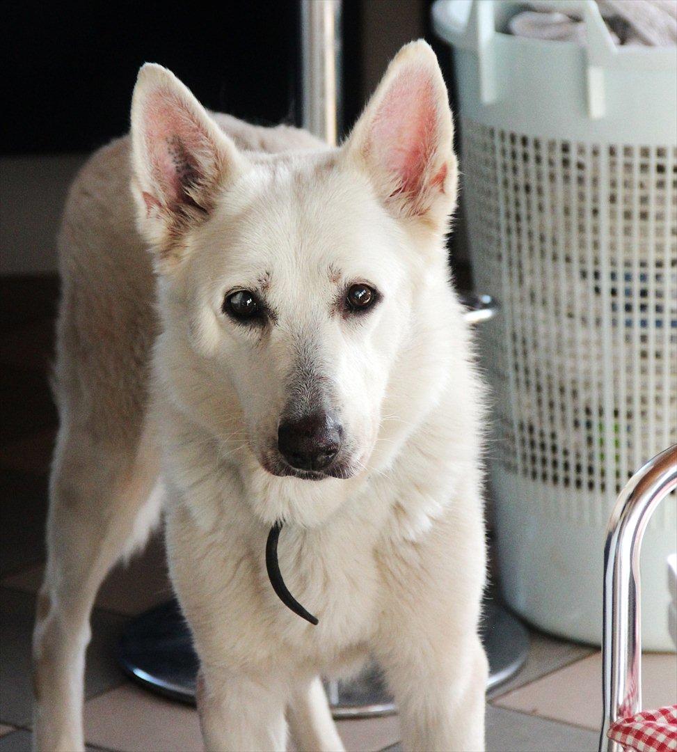 Hvid Schweizisk Hyrdehund Jessie White 06-07-2011 - Sidste billede af min gammel hund Jessie. Jeg vil altid savne dig! Men ved du har det godt nu!  billede 20