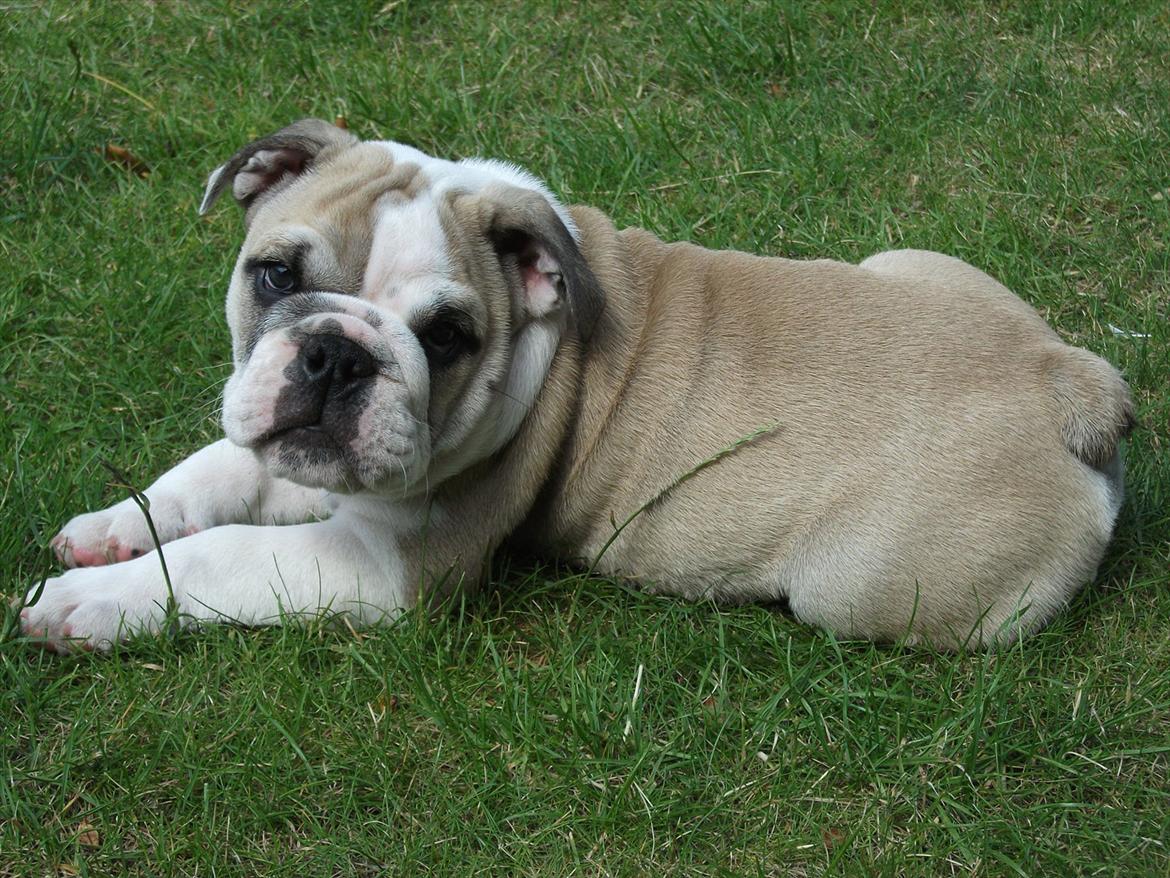 Engelsk bulldog Viggo - Fotomodel billede 2