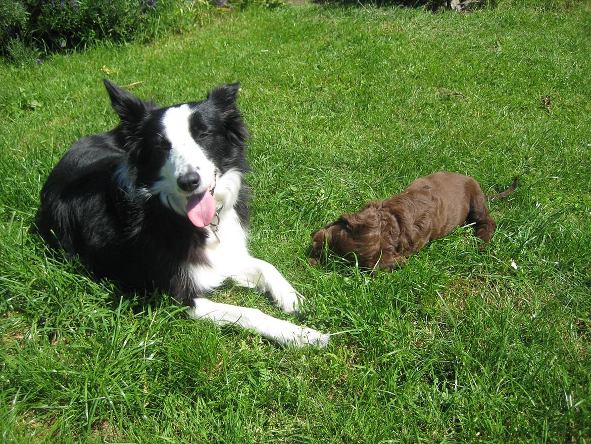 Field Trial Cockerspaniel Choko billede 9