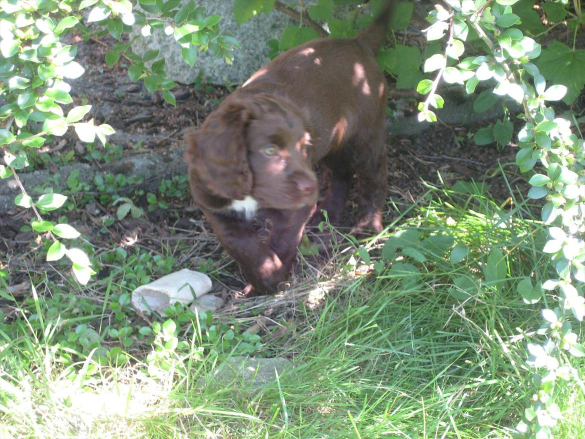 Field Trial Cockerspaniel Choko billede 10