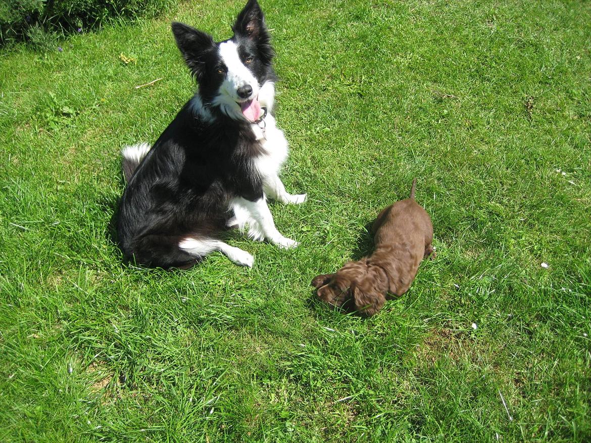 Border collie Bailey RIP billede 20