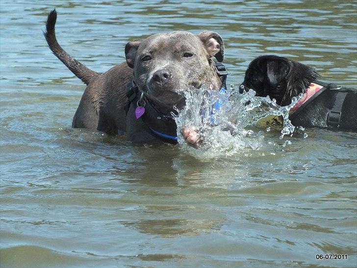 Staffordshire bull terrier Zelma billede 17