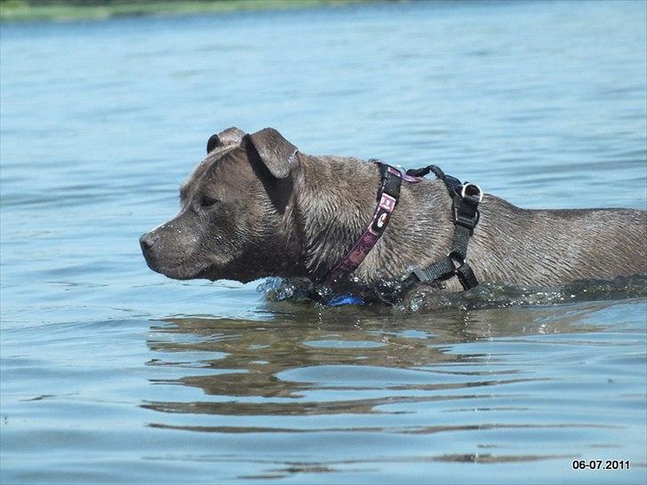 Staffordshire bull terrier Zelma billede 18