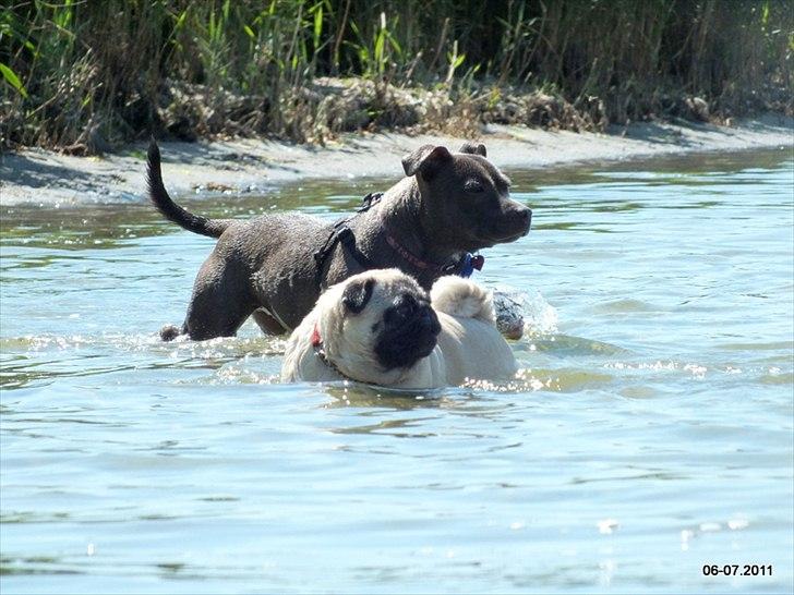 Staffordshire bull terrier Zelma billede 7