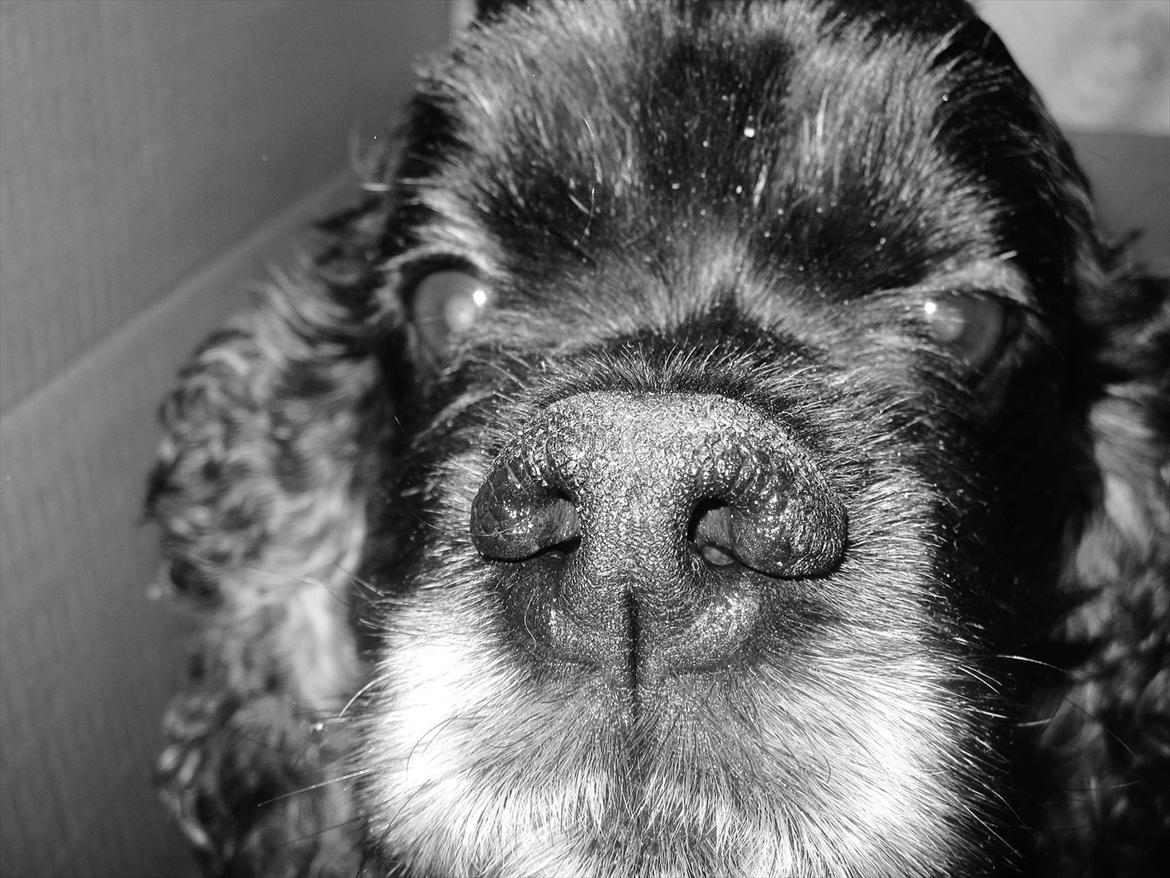 Amerikansk cocker spaniel Himmelhund - Mille - Sidder i en papkasse, med snuden helt oppe i kameraet :)  billede 1