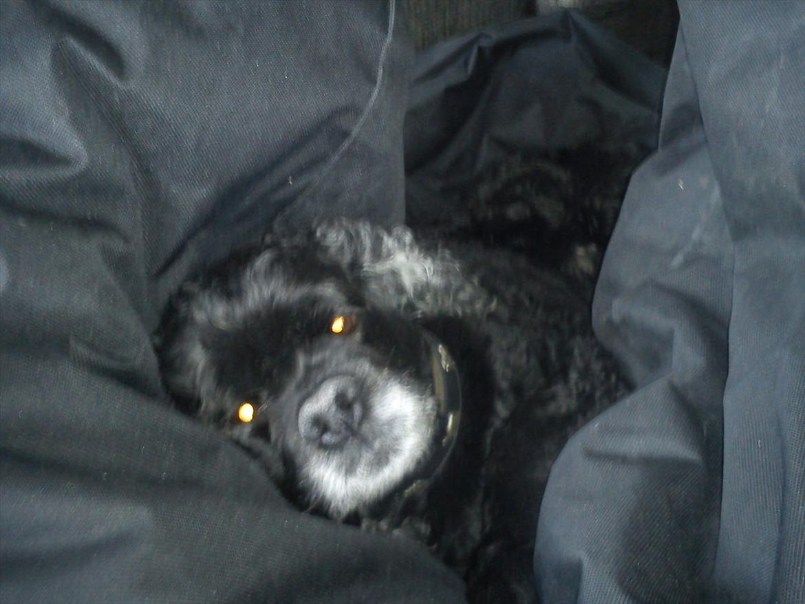 Amerikansk cocker spaniel Himmelhund - Mille - Putter i hendes elskede sækkepude :) billede 2