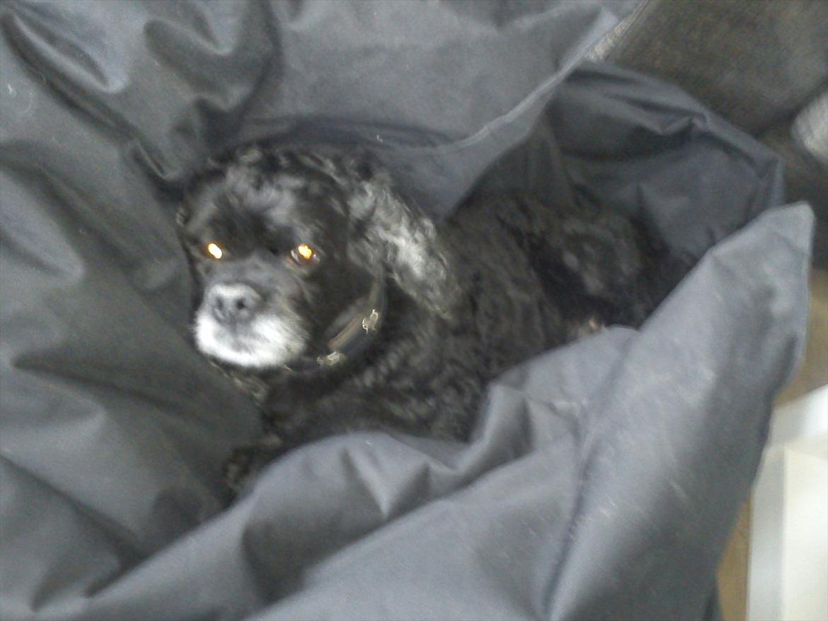 Amerikansk cocker spaniel Himmelhund - Mille - Putter i hendes elskede sækkepude :) billede 3