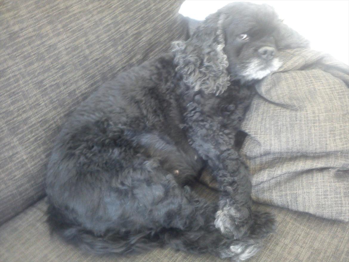 Amerikansk cocker spaniel Himmelhund - Mille - Putter på sofaen :) billede 4