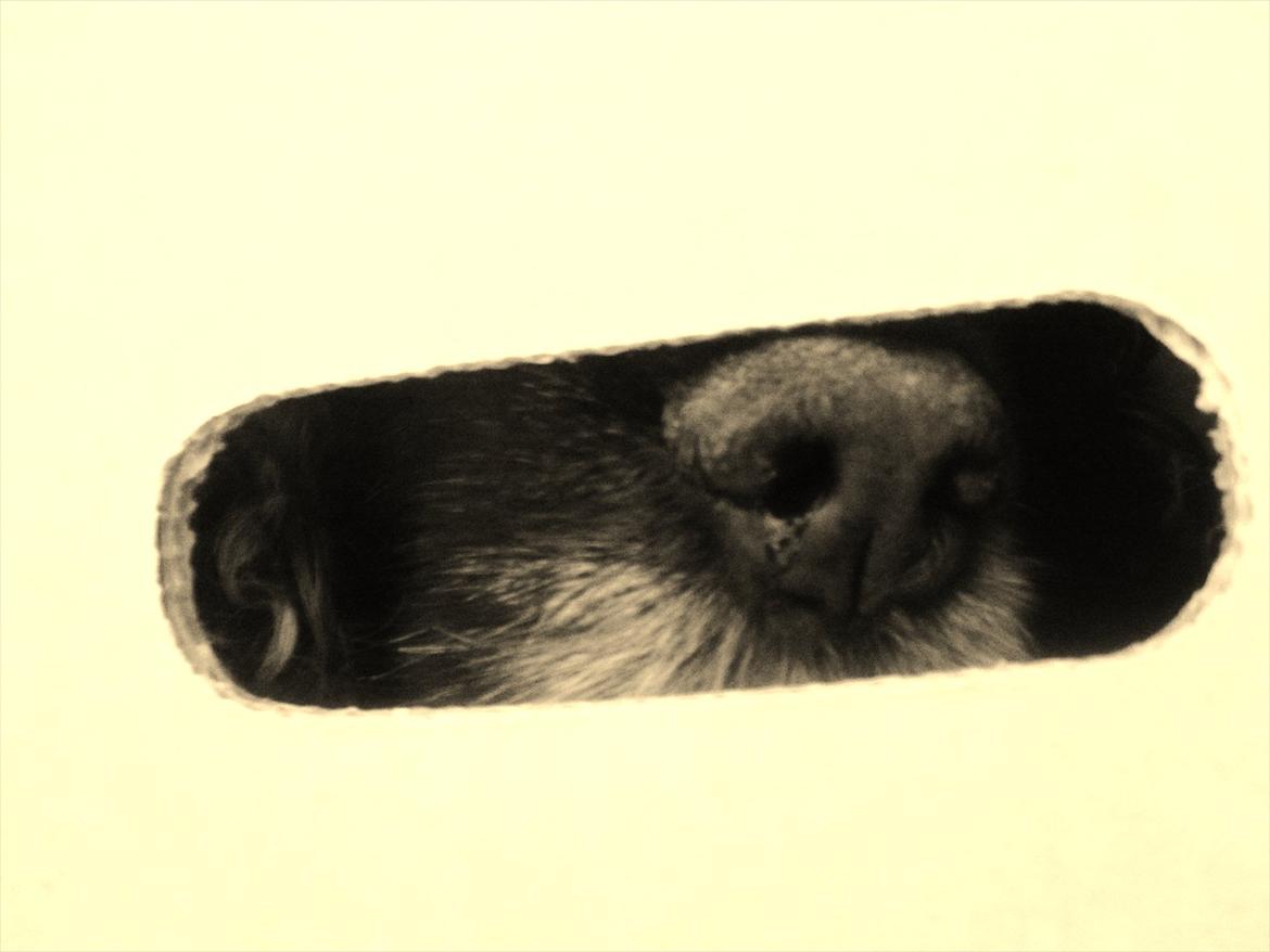 Amerikansk cocker spaniel Himmelhund - Mille - Snuser ud af hullet i en flyttepapkasse :) billede 5