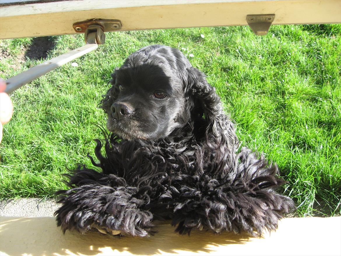 Amerikansk cocker spaniel Himmelhund - Mille - En dag hun lige ville hilse ind af vinduet :) billede 6