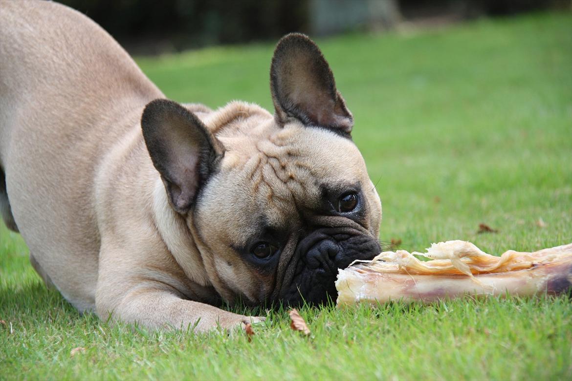 Fransk bulldog    Hakonis Christian Dior - 06.07.2011  billede 1