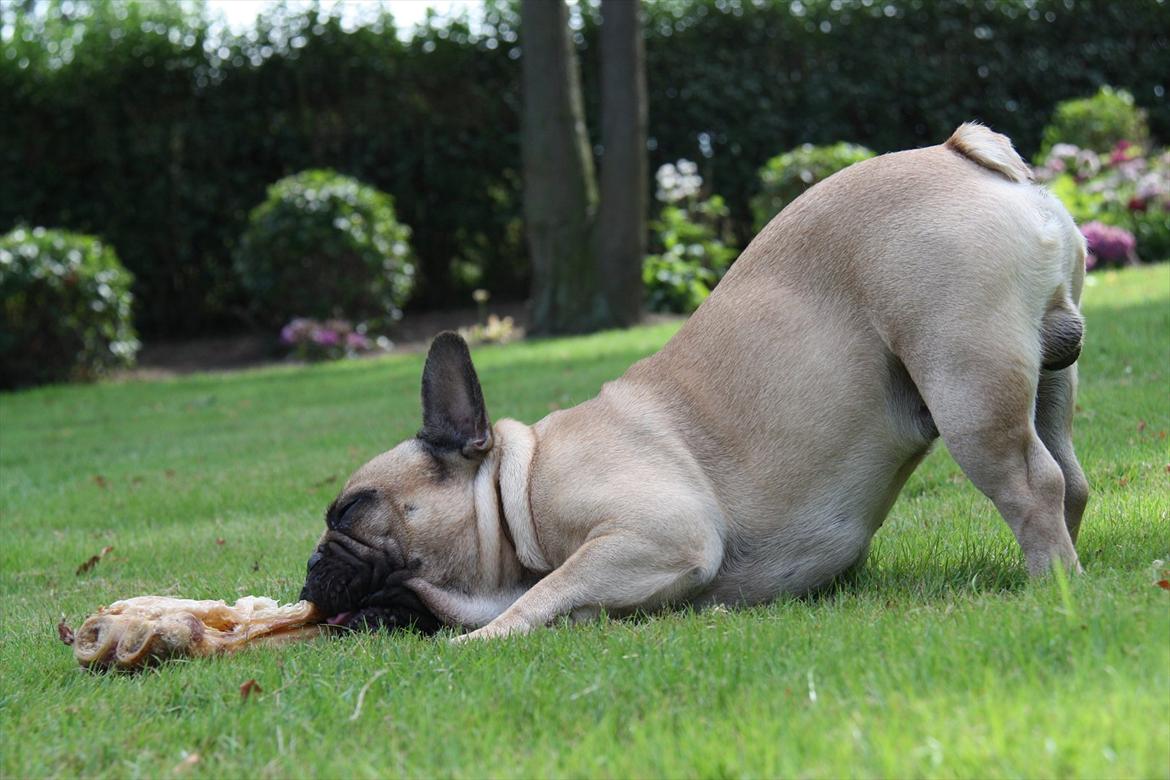 Fransk bulldog    Hakonis Christian Dior - 06.07.2011 billede 3