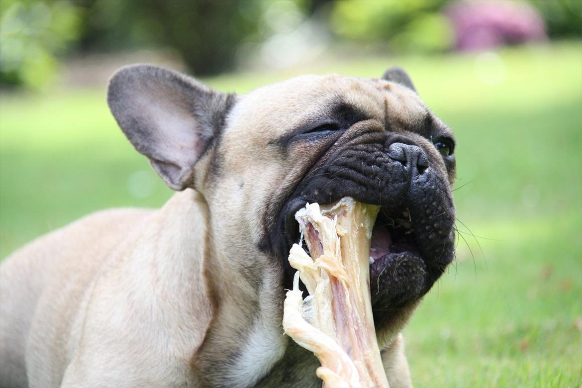 Fransk bulldog    Hakonis Christian Dior - 06.07.2011 billede 2