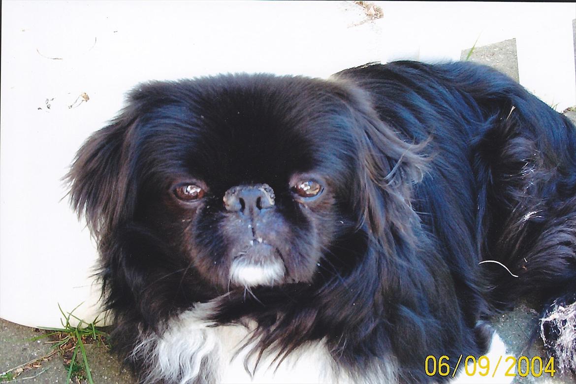 Pekingeser Rocky billede 1