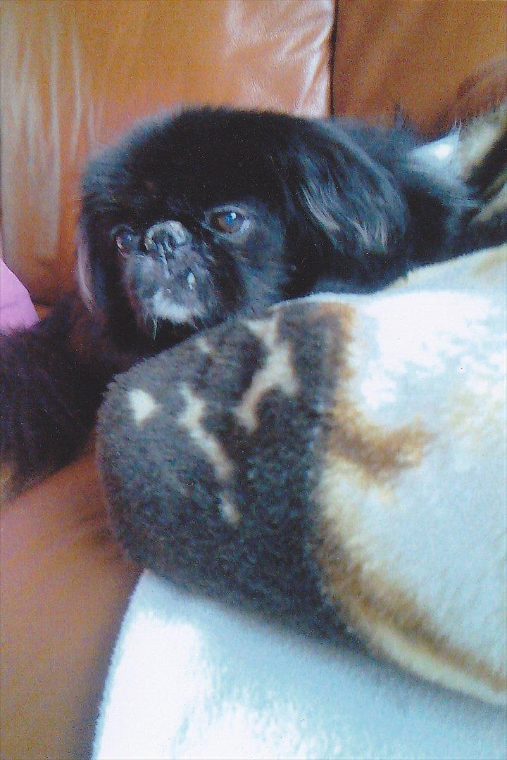 Pekingeser Rocky billede 2