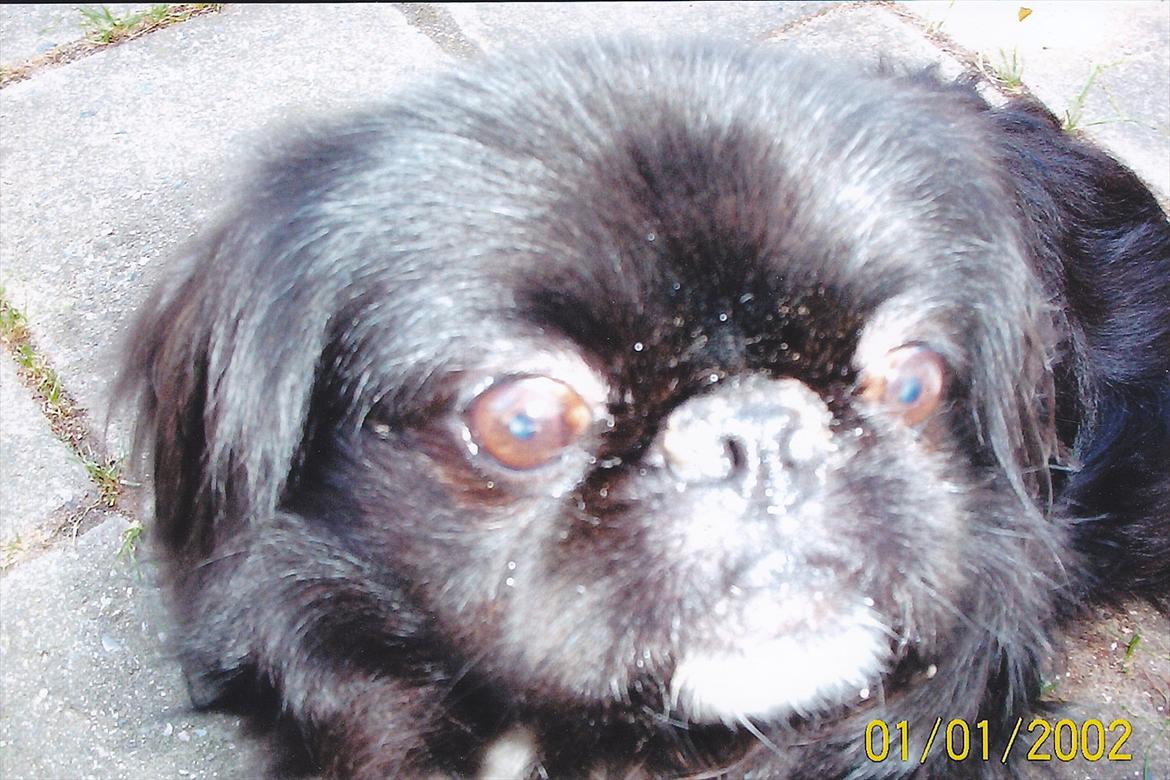 Pekingeser Rocky billede 3